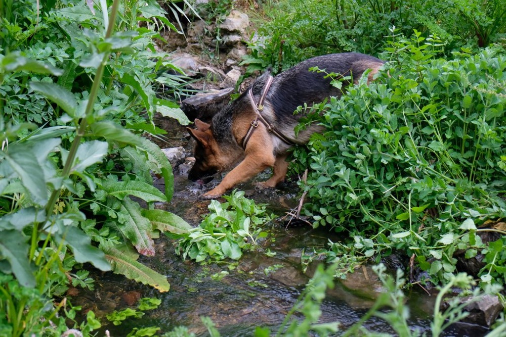 Nature Dogs